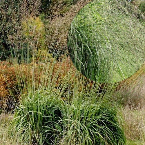 Molinia arundinacea 'Transparent' - Roog-sinihelmikas 'Transparent' P9/0,55L  